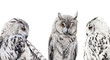 set of isolated black and white owls