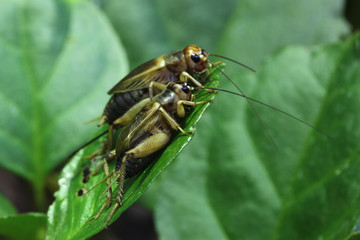 Canvas Print - House cricket (Acheta domestica).