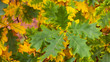 Background of autumn oak leaves