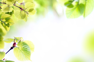 Poster - Fresh spring twigs with green leaves on blurred background