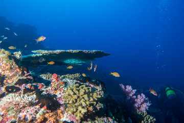 Wall Mural - Maldives corals house for Fishes