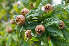 Healthy Medlars In Fruit Tree