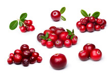 Cranberry,foxberry (lingonberry) Isolated Set