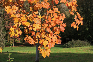 Poster - Oak tree in Autumn