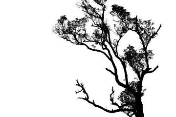  Branch tree