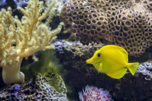 Yellow Tang Tropical Fish