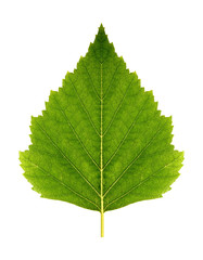 Wall Mural - green leaf birch (symmetrical) on a white background isolated with clipping path. nature. closeup wi