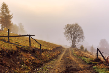 Poster - Colorful autumn road  landscape in the mountains in Transylvania