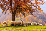 Fototapeta Krajobraz - Sheep under the tree in Transylvania