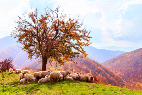 owce-pod-drzewem-i-dramatyczne-niebo