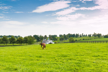 Wall Mural - Horses at horse farm. Country landscape.