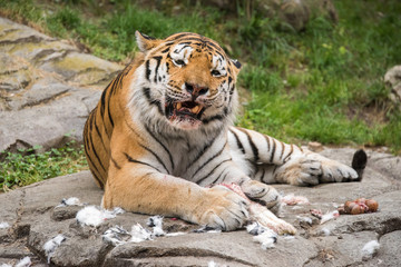 Canvas Print - Siberian tiger while eating and looking at you