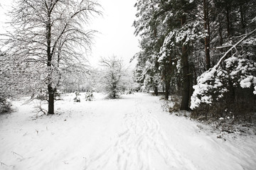 Wall Mural - Winter