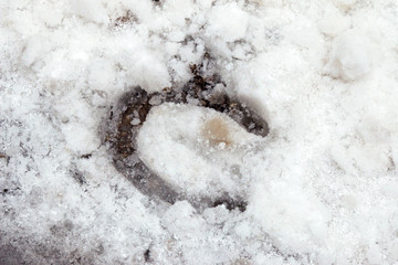 Closeup photo of a foot print of horse shoes on snow during the winter