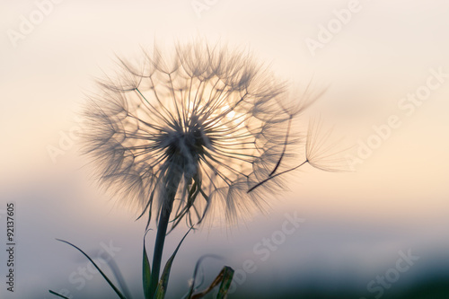 dandelion in the sunset