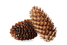 Conifer Cone, Fir Cone Or Fir Apple On White Background