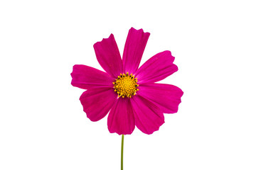 Sticker - Purple cosmos flower