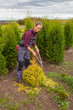 © natalialeb - Woman gardener cuts pine using secateurs