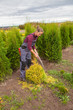 © natalialeb - Woman gardener cuts pine using secateurs