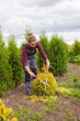 © natalialeb - Woman gardener cuts pine using secateurs