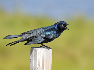 Male Bpat-tailed Grackle on post.