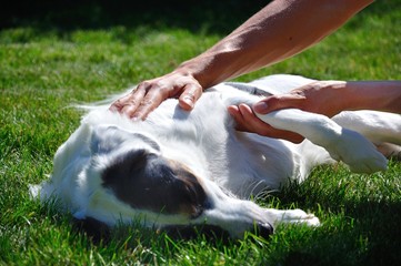 Physiotherapie mit Ball beim Hund