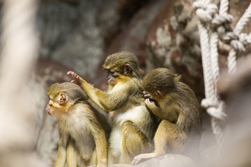 Monkey family