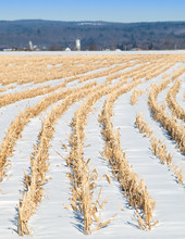 Snow Covered Corn Field In Winter