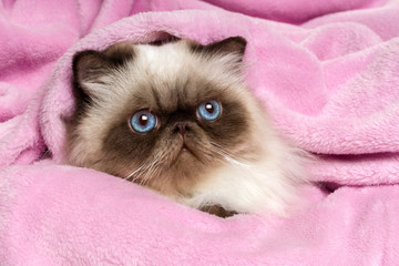 Wall Mural - Close up of a persian seal colourpoint cat on a pink bedspread