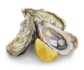 Oysters isolated on a white background