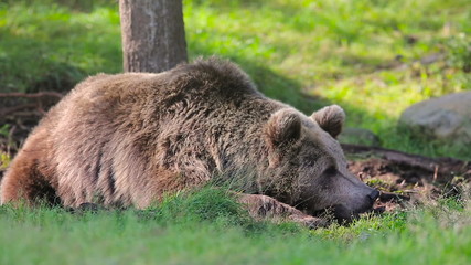 Wall Mural - big brown bear rests in the forest