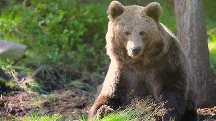 large adult brown bear relaxing and scratching in the forest