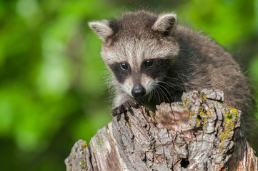 Wall Mural - young raccoon (procyon lotor) crouches on stump