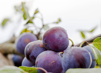 Sticker - Purple plums on a tree