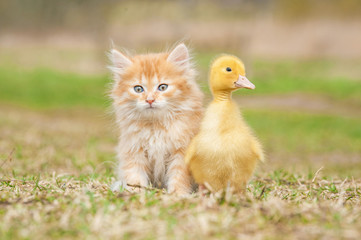 Wall Mural - Adorable red kitten with little duckling 