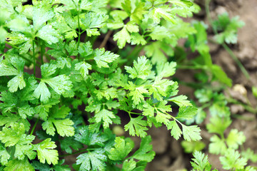 Canvas Print - Parsley growing in garden