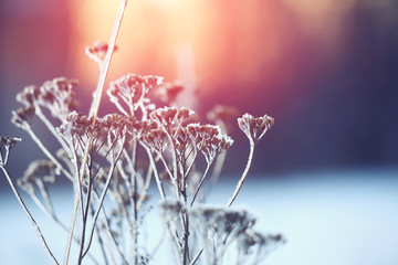 Wall Mural - frozen plant at sunset