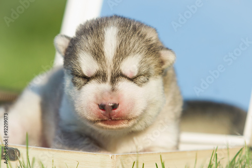 Newborn Puppy Puppy Siberian Husky Small Cute Puppy Dog Buy