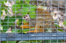 Cute Little Squirrel Monkey In A Cage At A Zoo