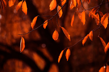 Wall Mural - autumn yellow dry