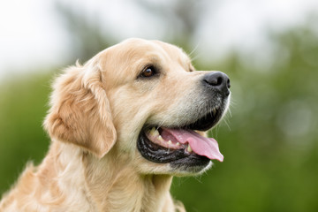 Canvas Print - Golden Retriever dog outdoors in nature