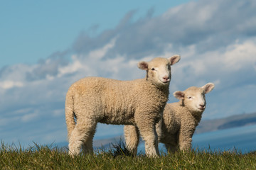 Wall Mural - two curious lambs 