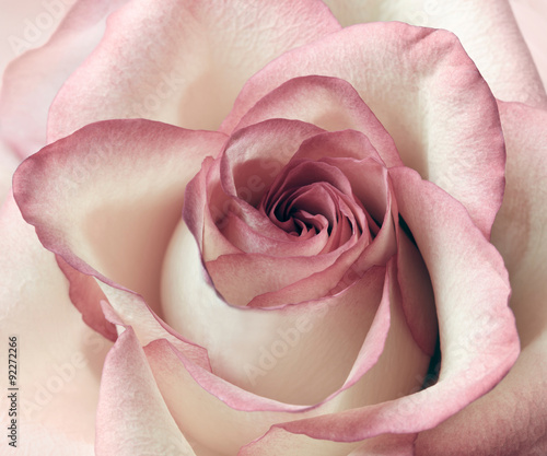 Obraz w ramie Pink and white rose background