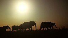 Herd Of African Elephants Silhouetted While Walking In A Line On Grass With The Setting Sun Above Them.