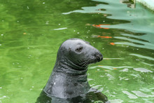 Seal In Zoo Garden