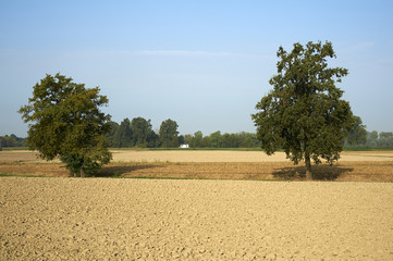 Wall Mural - campagna