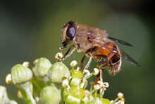 Close-up, Macro Photo Of A Bee Feeding On An Ivy Flower.