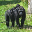 A sunlit gorilla female with her baby on her back. The biggest monkey mother on green grass. Little family of the great apes. Tenderness and beauty of the wildlife.