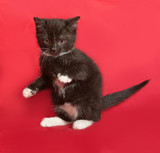 Fototapeta Koty - Black and white fluffy kitten sitting on red
