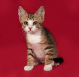 Fototapeta Koty - Striped and white kitten sitting on red